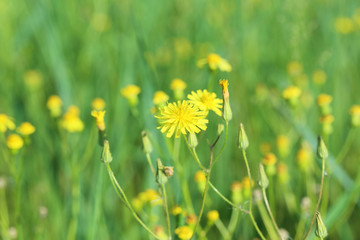 Beautiful spring flowers in the garden