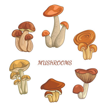 Set with a variety of vintage colorful realistic mushrooms. Retro hand drawn vector illustration
