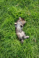 Cute tabby kitten lying