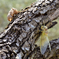 Cicada and his exuvia