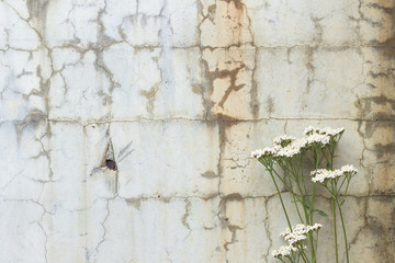 White flowers in front of a cracked and weathered concrete wall