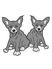 2 dogs brothers siblings grey friends sitting