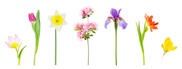 Fototapeten Frühlingsblumen getrennt auf Weiß. © meisterphotos