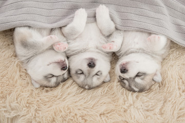 Three of siberian husky puppies sleeping