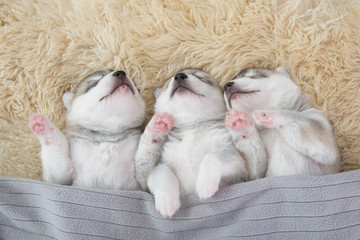 Fototapeta na wymiar Three of siberian husky puppies sleeping