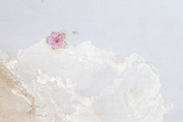 Dry ping flower on dirty concrete floor background