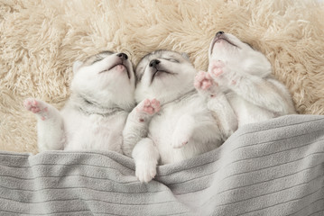 Fototapeta na wymiar Three of siberian husky puppies sleeping