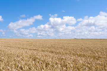 Naklejka premium wheat field