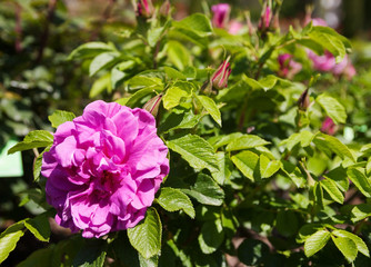 Fototapeta na wymiar roses plant in spring garden