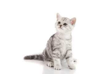 Cute  American shorthair kitten sitting