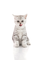 Fototapeta na wymiar Cute tabby kitten sitting and licking lips up