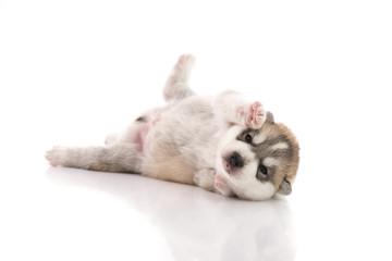cute siberian husky lying on white background