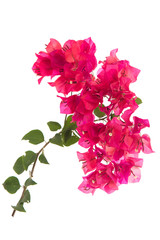 Pink blooming bougainvilleas