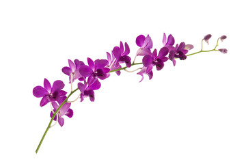 Obraz na płótnie Canvas Beautiful orchids on white background