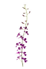Beautiful orchids on white background