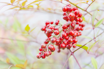 red bean