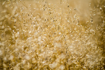 Getreide_Feld_Bauer_1