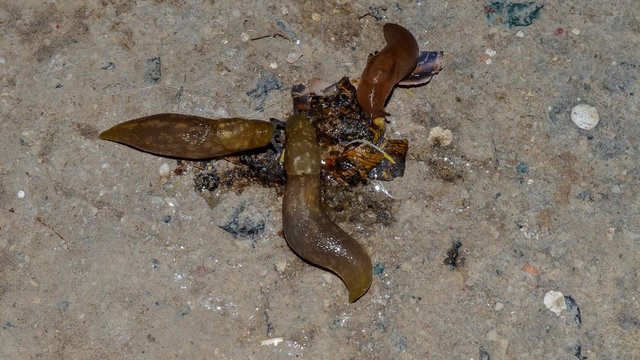 Slugs eating a snail