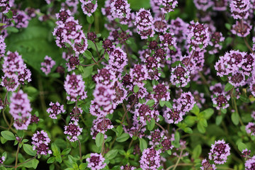 Obraz premium Thyme background. Herbs pattern.