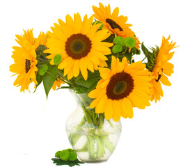 Obraz premium one bight sunflower