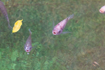 fish with open mouth on the surface waiting for food