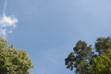 Obraz premium Baumkronen