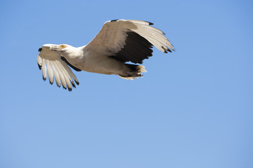Palmgier maakt een vlucht.