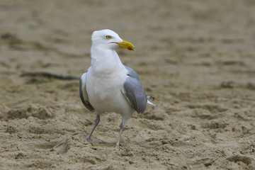 Geelpootmeeuw op het strand.