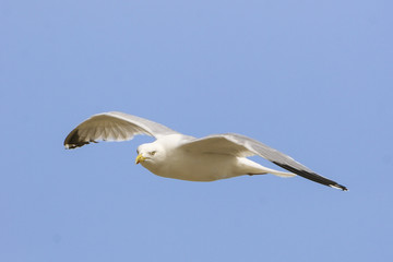Meeuw bekijkt het van boven.