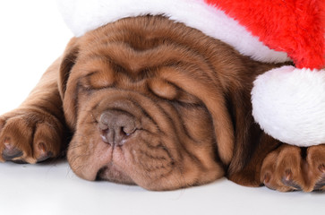 christmas puppy