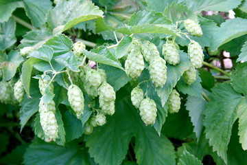 The umbels of a hop plant (Humulus)
