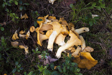 Chanterelle pile