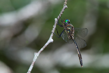 Brush-tipped Emerald