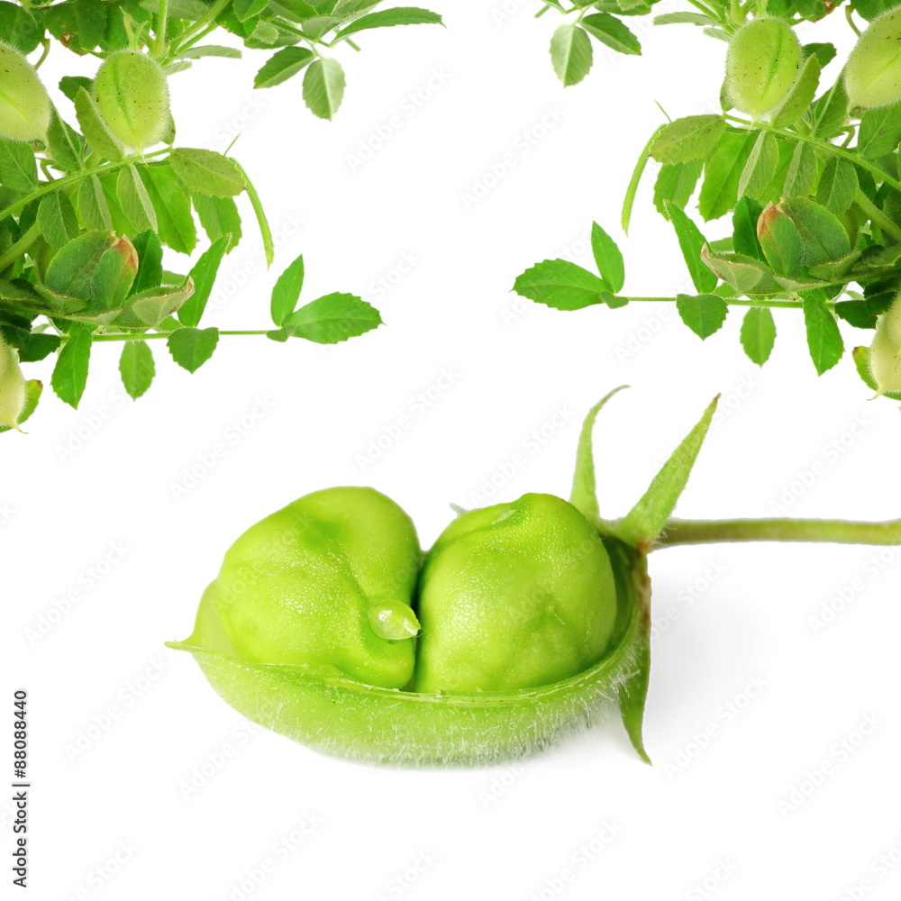 Wall mural green chickpeas in pod with plant closeup