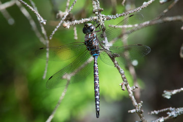 Canada Darner