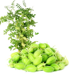 green young chickpeas pod with plant  on pure white background