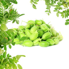 green young chickpeas pod with plant  on pure white background