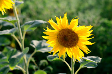 Sunflower against the blue sky on a summer evening