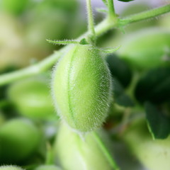 chickpeas pod on green young plant closeup