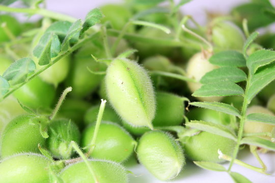  green chickpeas pod with plant closeup