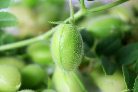 chickpeas pod on green young plant closeup