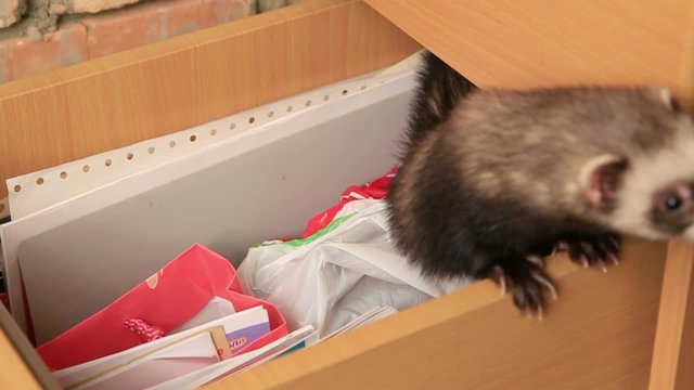 Ferret In A Drawer
