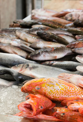 Fresh fish in a fish market
