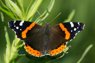 Red Admiral