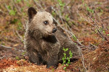 Little cub of brown bear