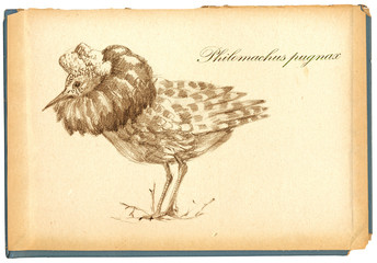 Pencil drawing - bird, Ruff bird