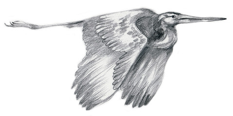 Pencil drawing, sketch - bird, Heron