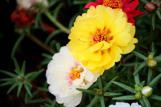 Fototapeta 松葉牡丹/黄色と色の夏の花松葉牡丹
