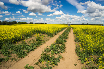 Rural Alberta - Access road to the  pumpjack through canola fiel