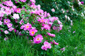 beautiful pink rose blooming in garden